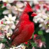 Red Bird Construction

Need the Honey Do List to be accomplished

Call Troy  447-2747

Ready to help
